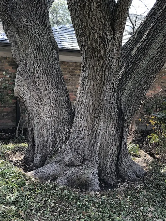 Mature heritage tree close to a Cecil property cared for by certified arborists